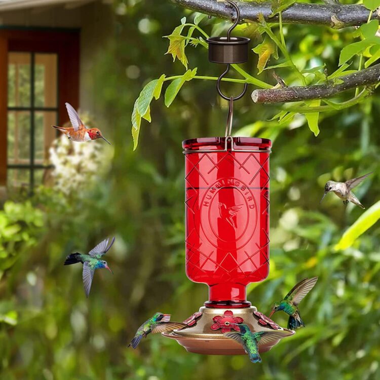 7 Best Hummingbird Feeders You Need [Updated ]