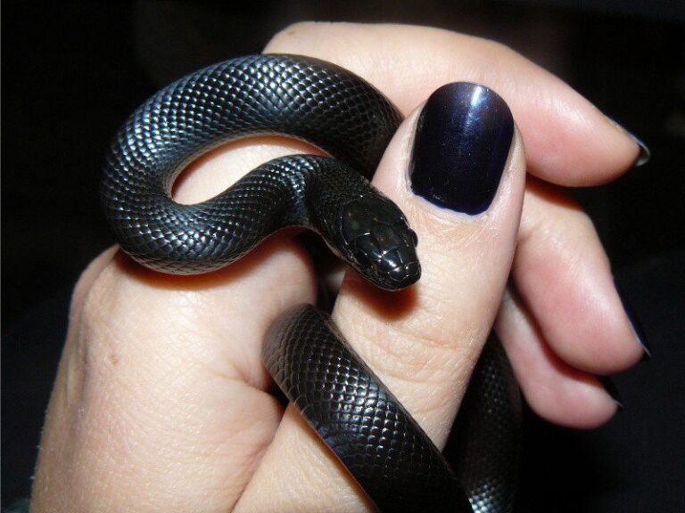 Mexican Black Kingsnake Guide