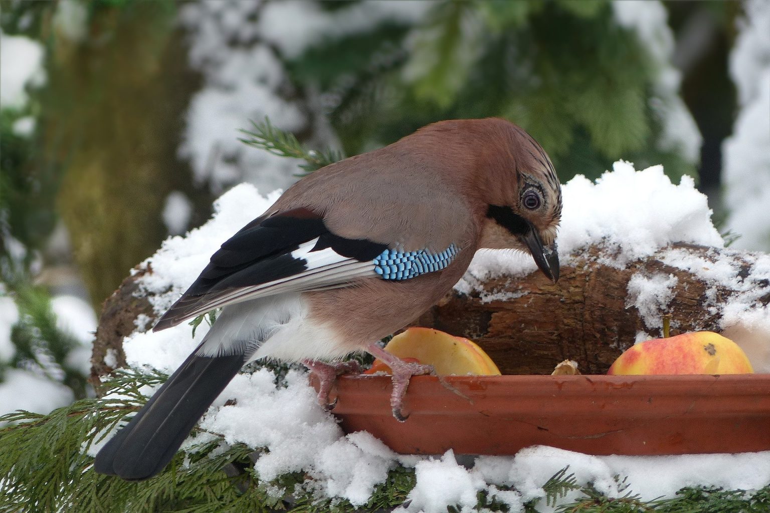 birds-in-winter-how-do-birds-stay-warm-in-the-winter