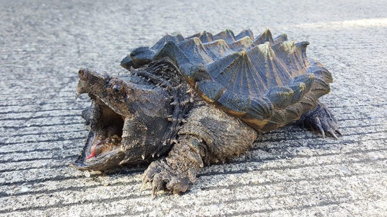 The Snapping Turtle, A Large, Dangerous Turtle