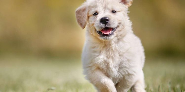 Fun Facts About Puppies