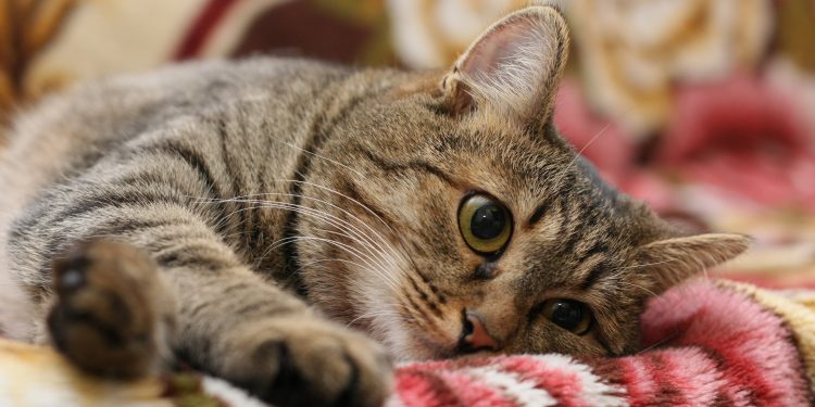 Causes Of Unwanted Behavior Of The Cat - Pet Rescue Blog