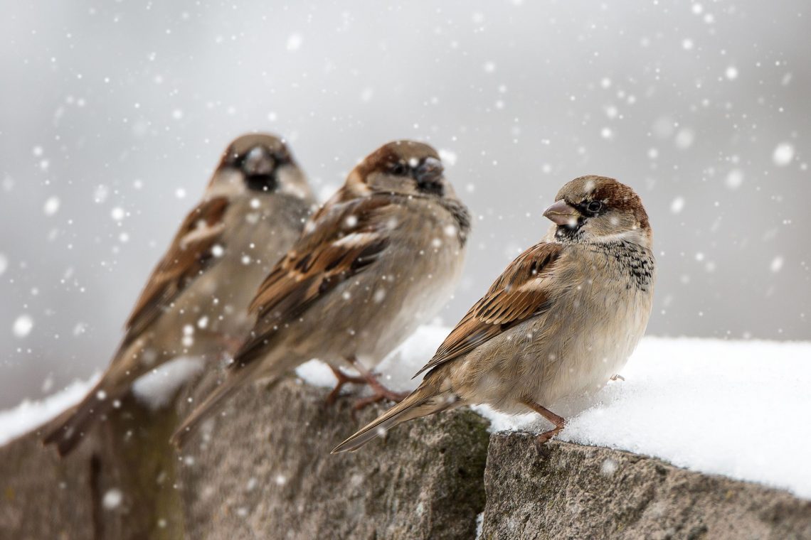 birds-in-winter-how-do-birds-stay-warm-in-the-winter