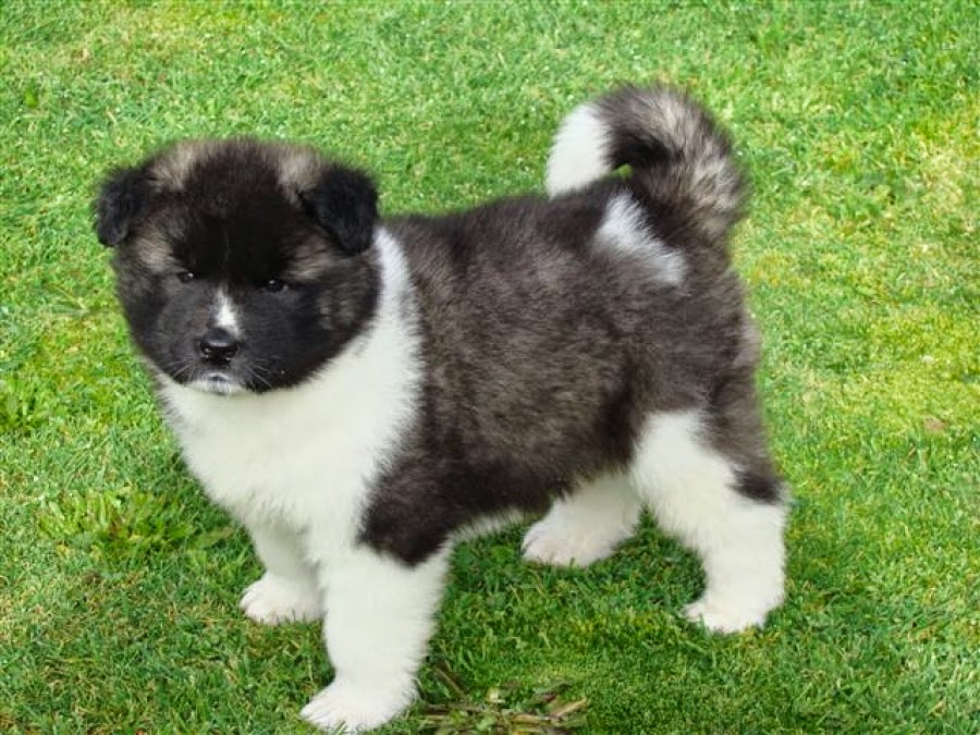 Long Haired Akita Dogs A Rare Breed