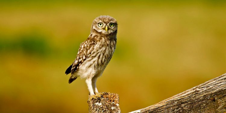 The Little Owl, The Smallest Of The Owls In The World