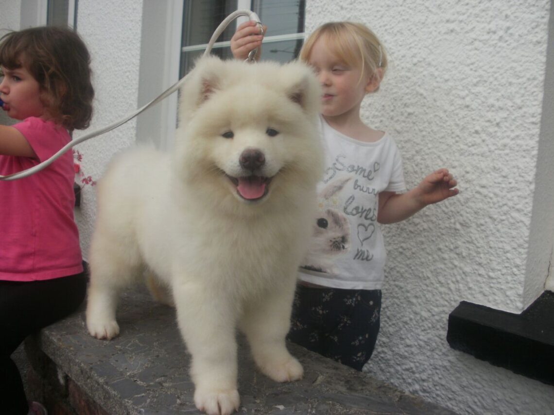 Long Haired Akita Dogs A Rare Breed