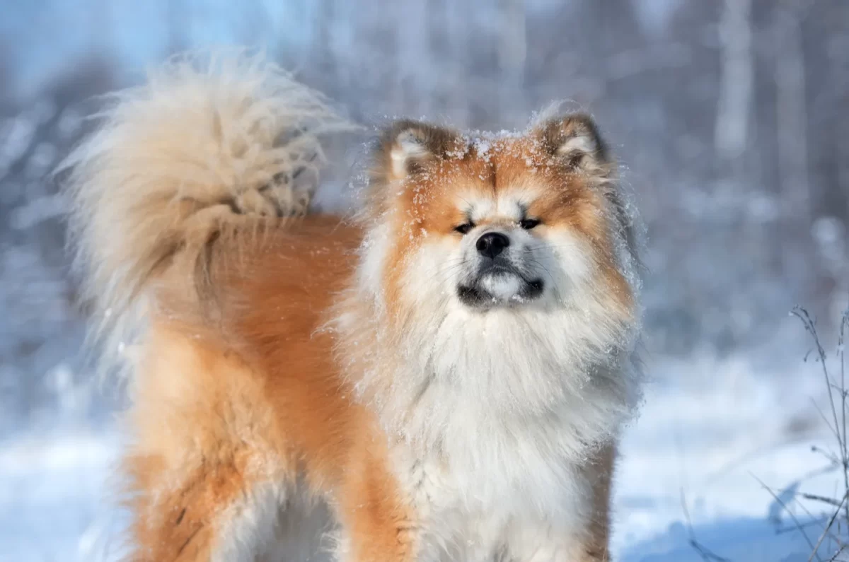 Long Haired Akita Dogs A Rare Breed