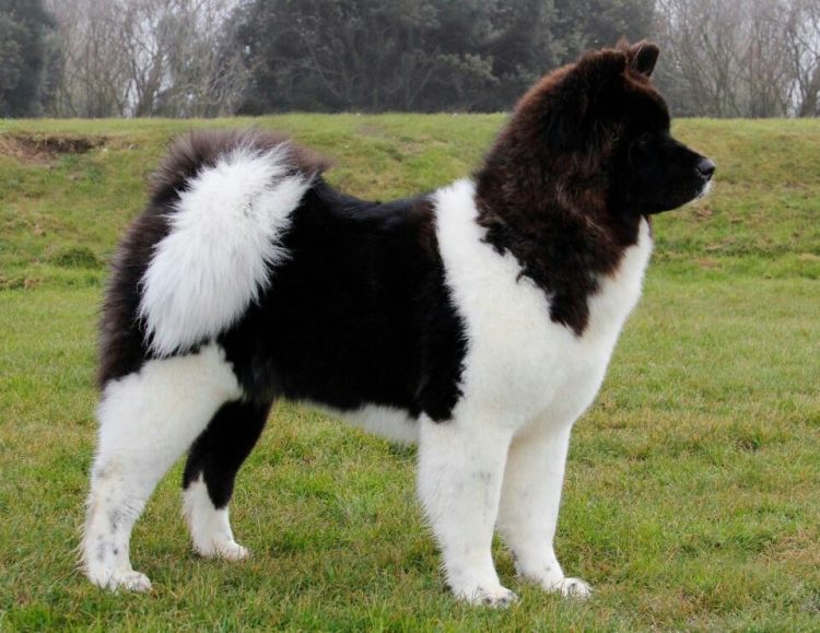 Long Haired Akita Dogs A Rare Breed