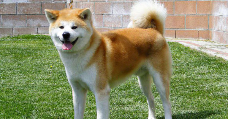 Long Haired Akita Dogs A Rare Breed