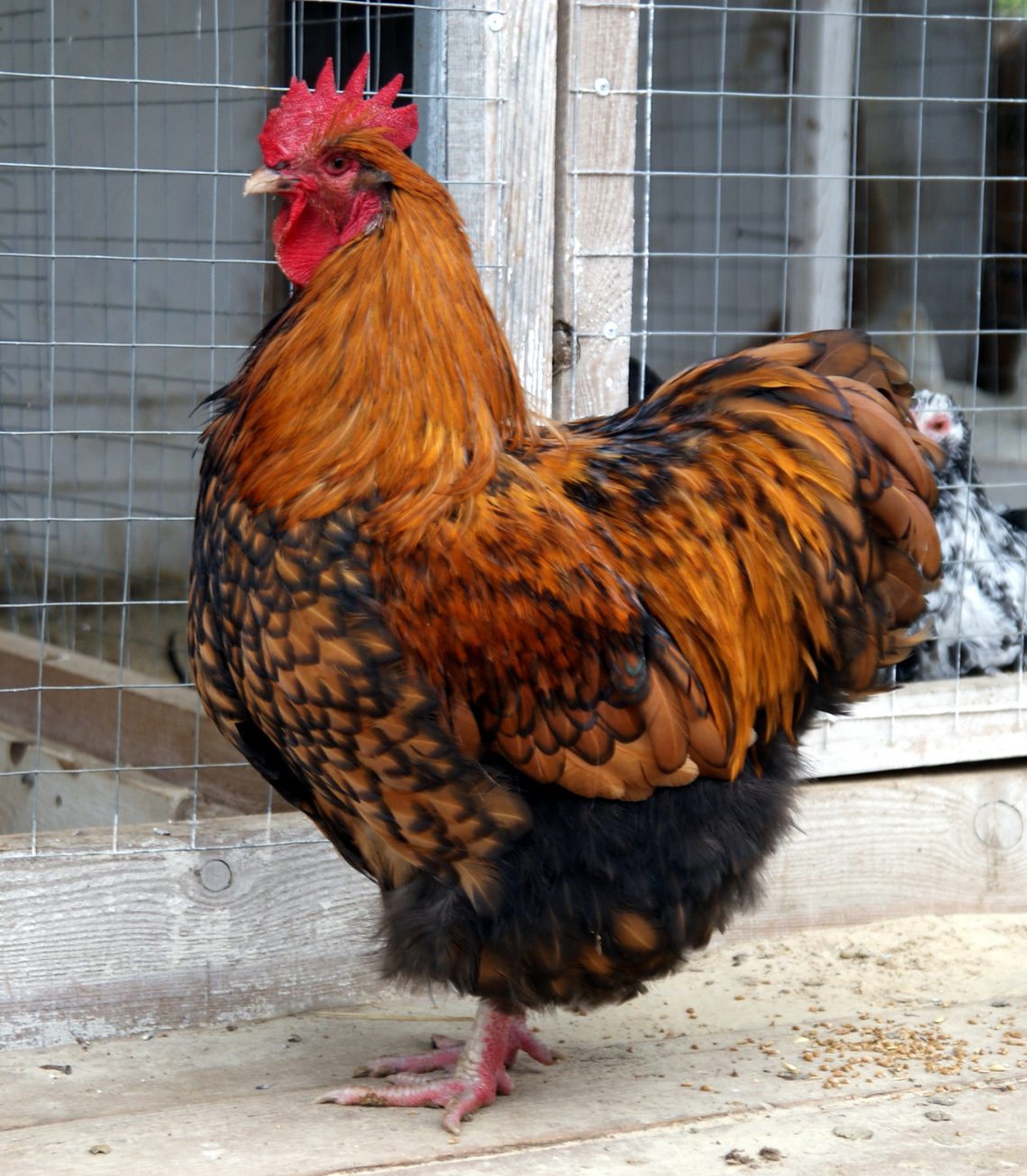 The Pavlov, An Old Chicken Breed With A Striking Appearance