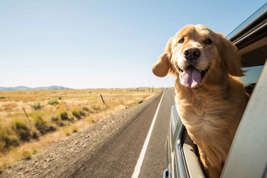 7 Tips For Dog-Friendly Road Trip