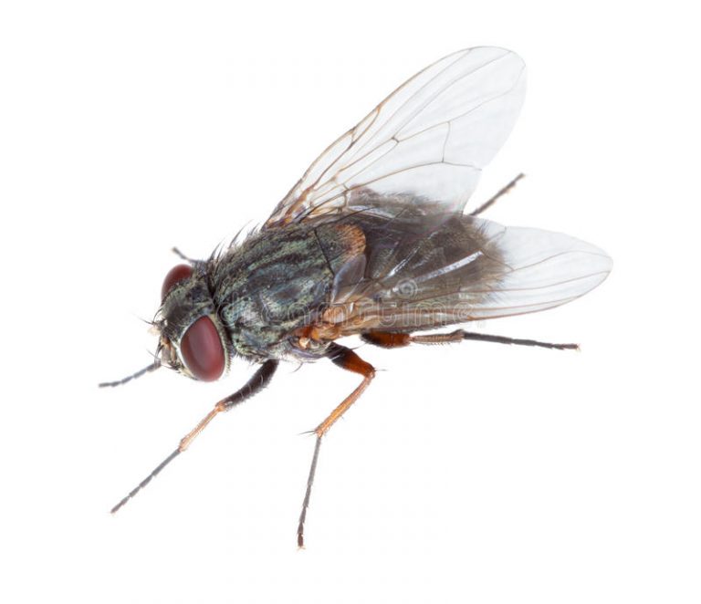 The Housefly, A Dangerous Insect