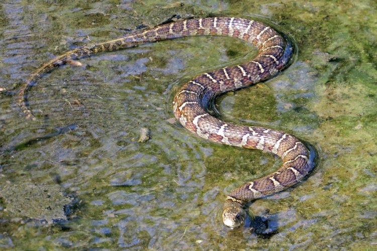 water-snakes-how-dangerous-are-these-snakes