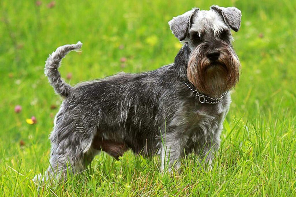 Why Schnauzers Are The Worst Dogs?