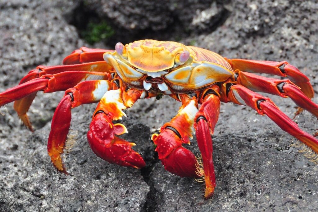 What Are The Differences Between Crabs And Lobsters?