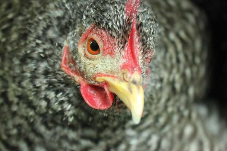 Infectious Coryza Or Acute Snot In Chickens