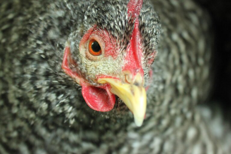 Infectious Coryza Or Acute Snot In Chickens