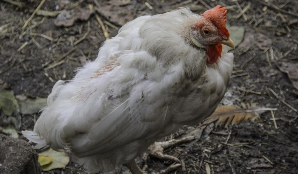 Infectious Coryza Or Acute Snot In Chickens