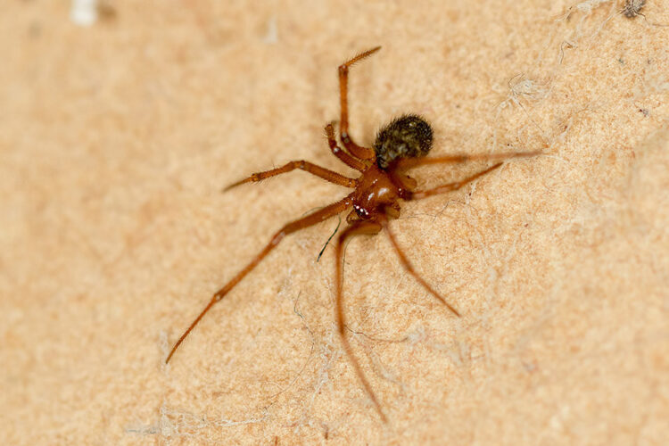 How Do You Combat The House Spider Most Effectively?