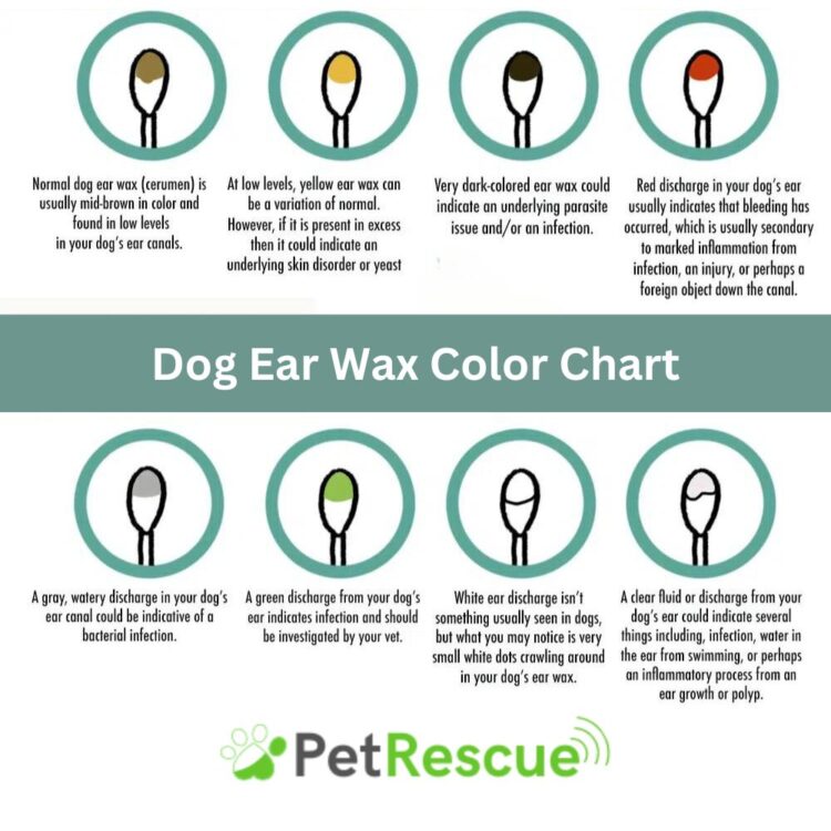 Dog Ear Wax Color Chart