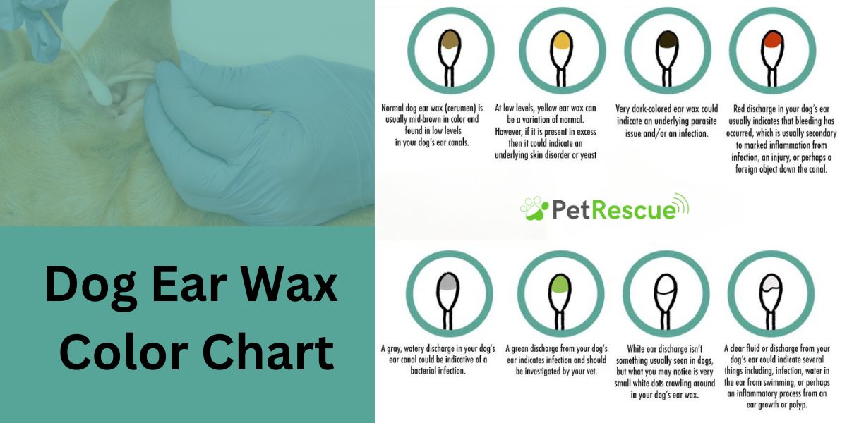 Dog Ear Wax Color Chart