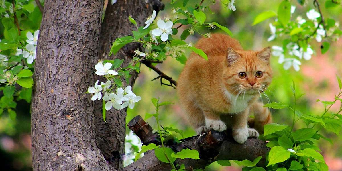 Harmful Flowers For Cats And Dogs