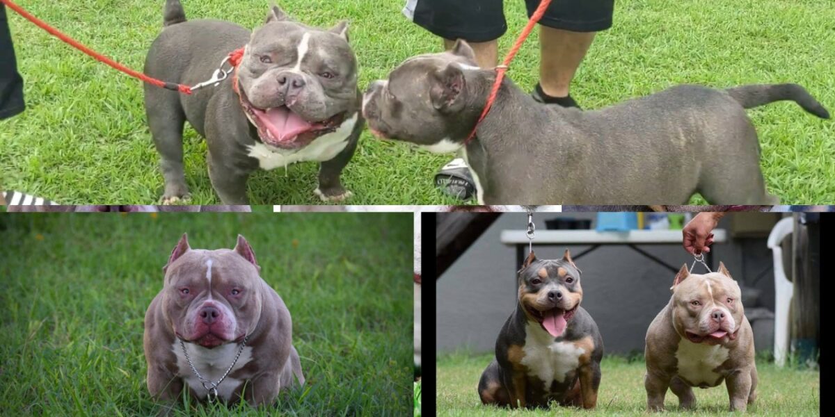 The Ultimate Comprehensive Guide On Micro Bully Dog Breed