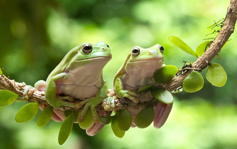 Cute Frogs 101: A Beginner's Guide To Adorable Amphibians