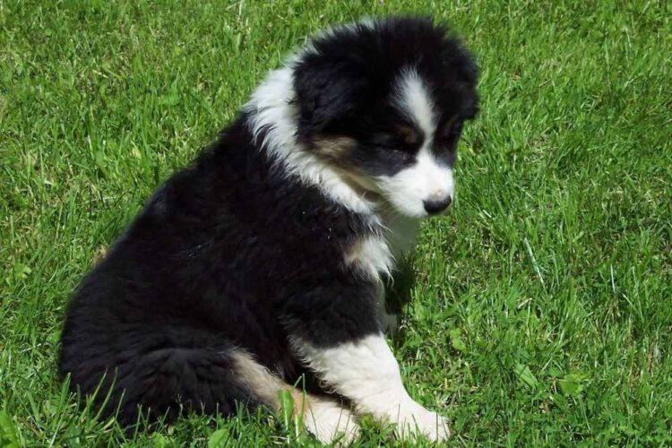 Black And White Australian Shepherd Facts And Information