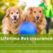 Lifetime Pet Insurance