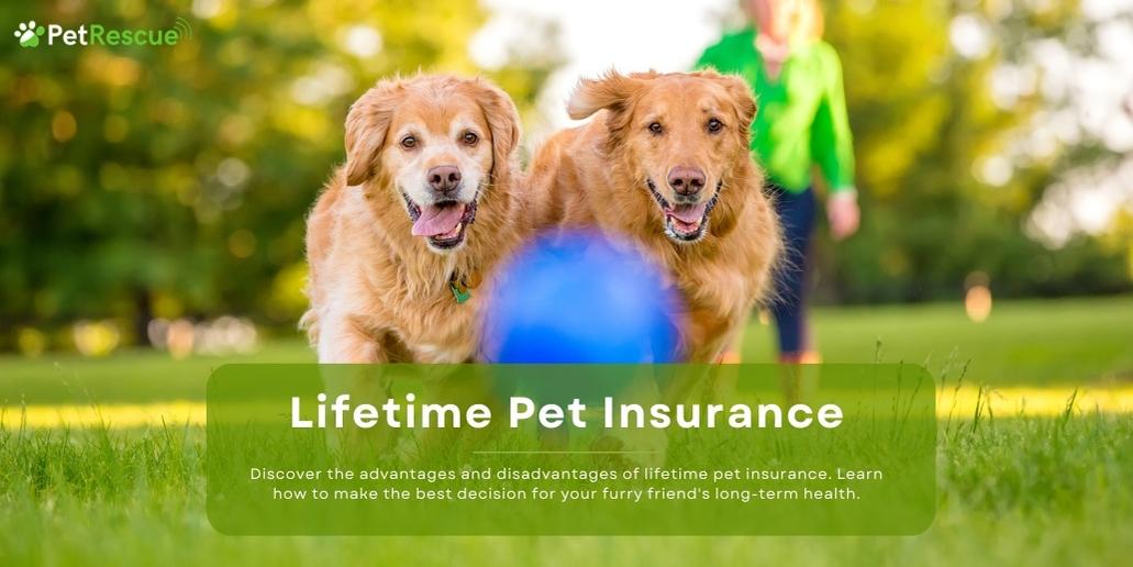 the-pros-and-cons-of-getting-lifetime-pet-insurance