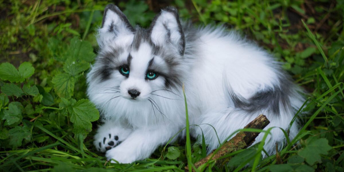 Canadian Marble Fox: The Mesmerizing Creature Of The North