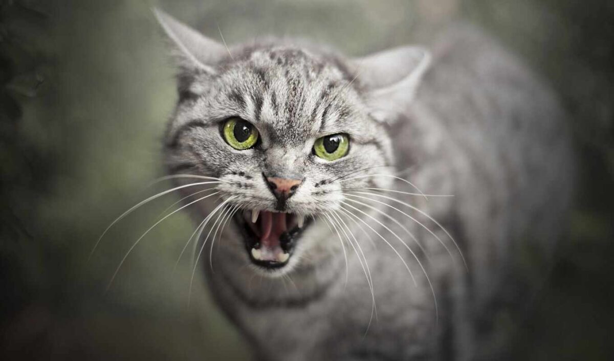 5 Most Aggressive Cat Breeds