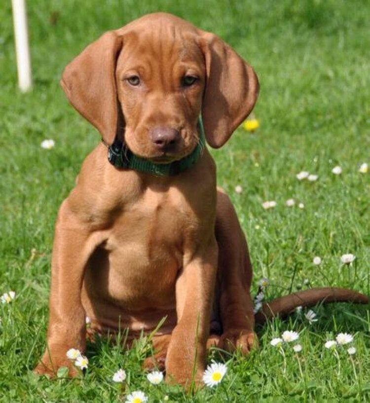 Vizsla Pitbull Mix: The Complete Guid