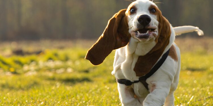 Basset Hound