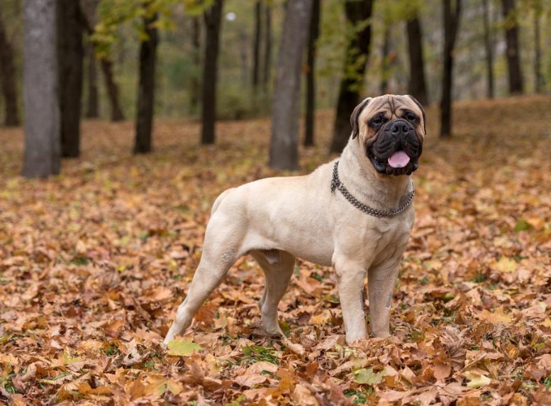 Bullmastiff