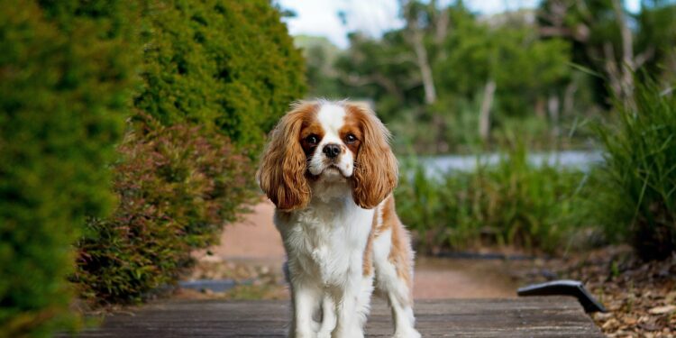 Cavalier King Charles Spaniel