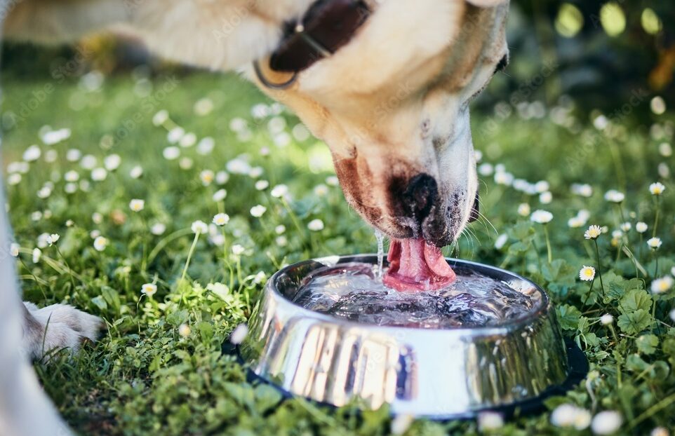 Dog drinking water from bowl