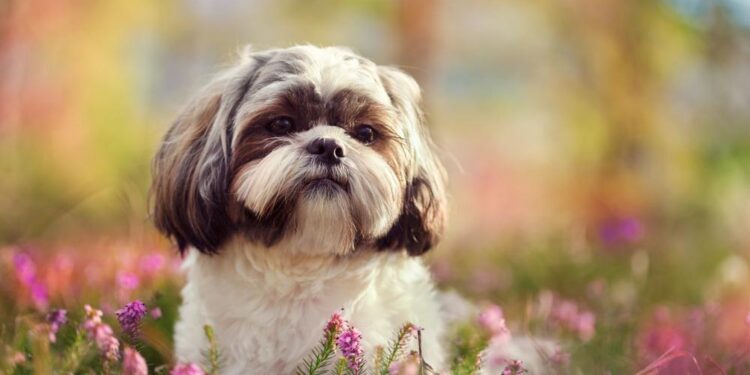 Shih Tzu