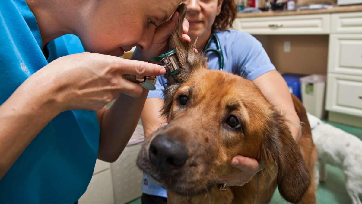 why-does-my-dog-keep-getting-ear-infections-our-vet-explains