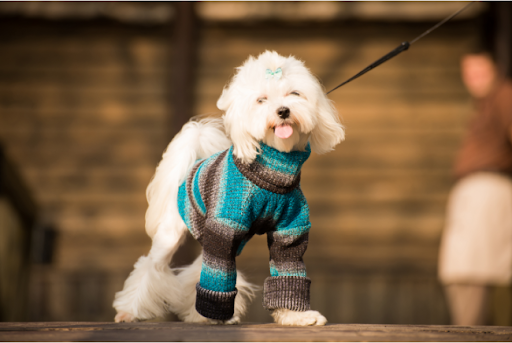 Seasonal Dog Fashion