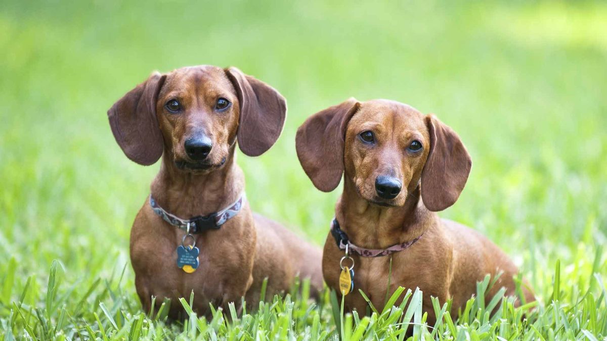 5 Fascinating Facts About Dachshund Dogs