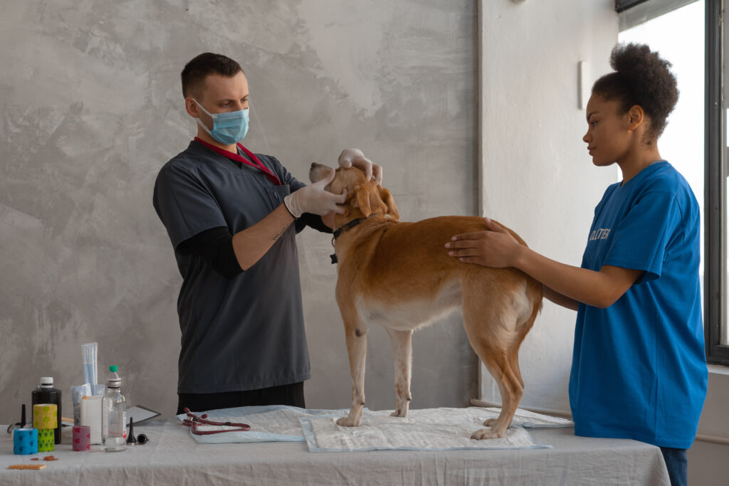 Veterinary care at home