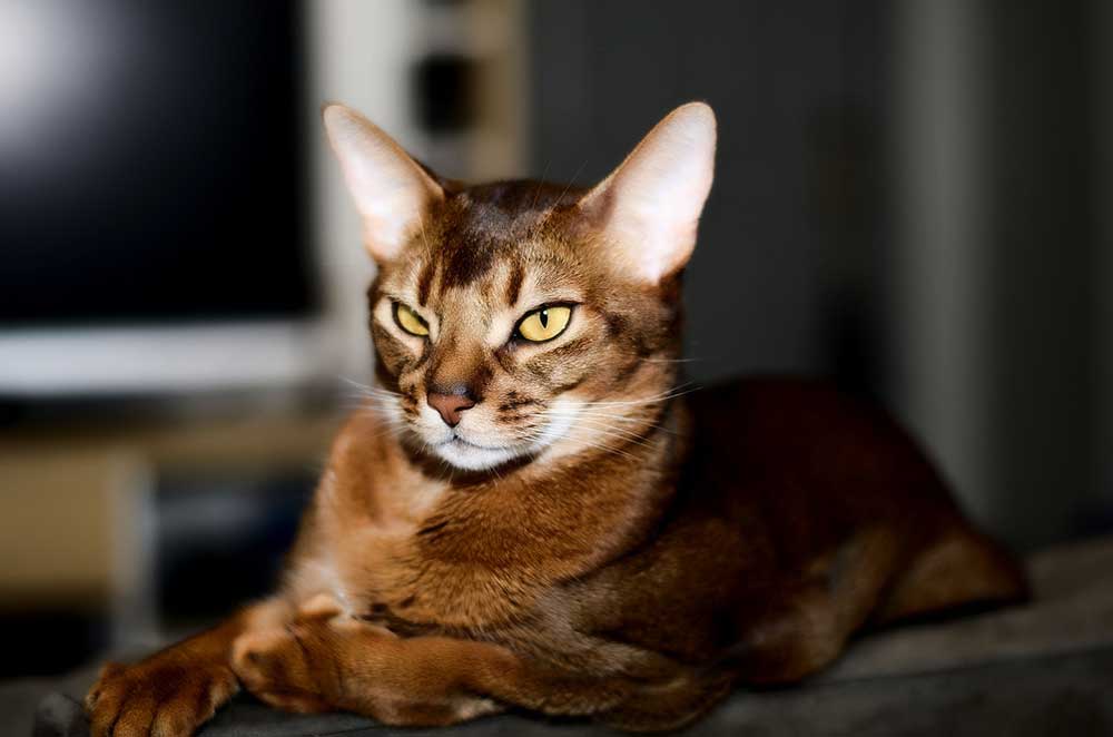 Abyssinian cat with big nose