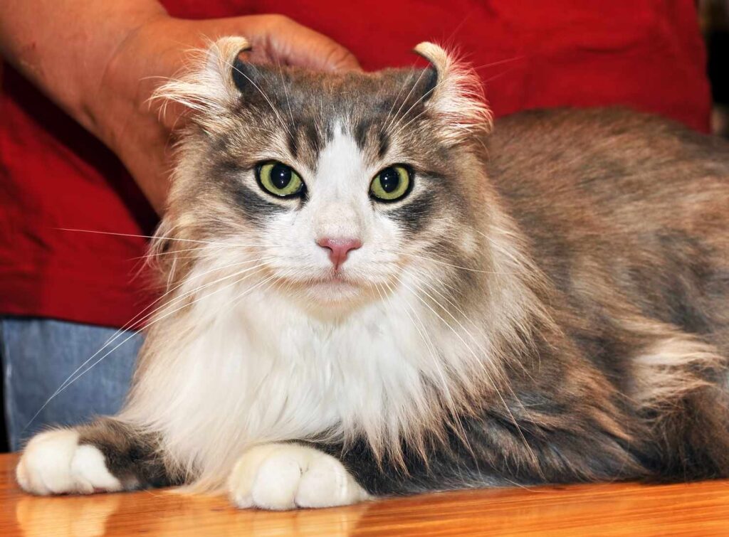 American Curl with big nose