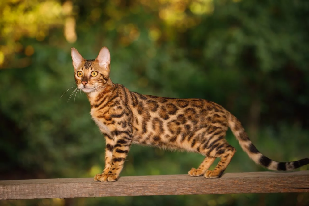 Bengal Cat with big nose