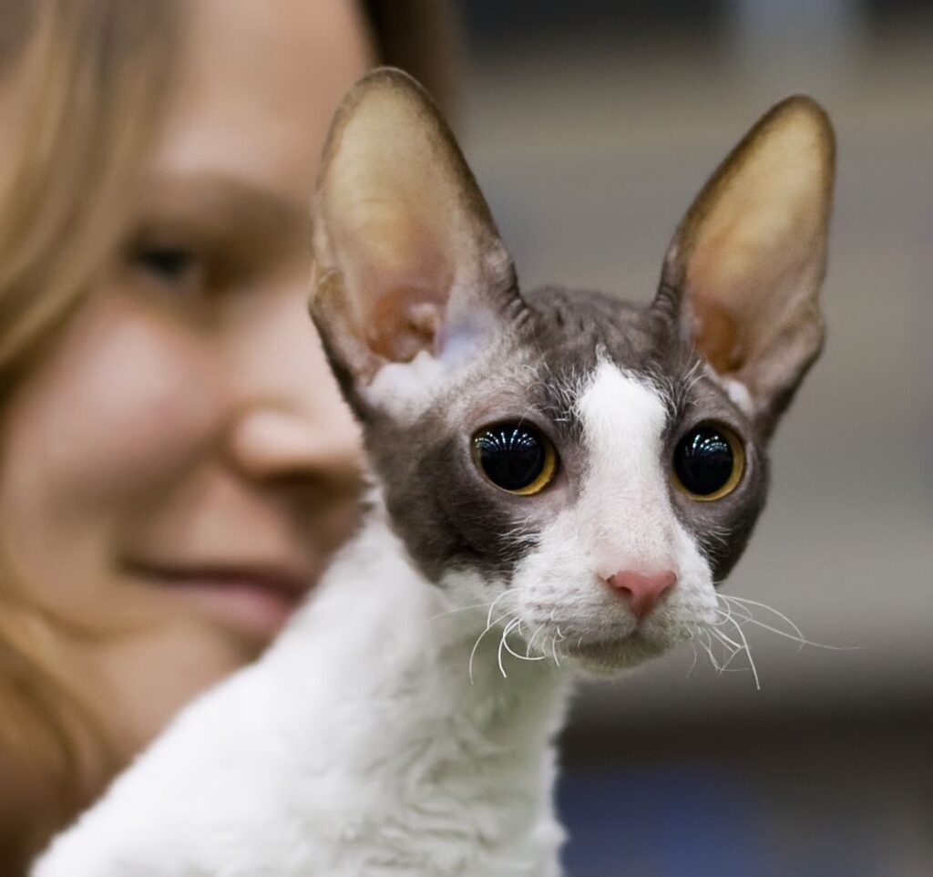 Cornish Rex with big nose