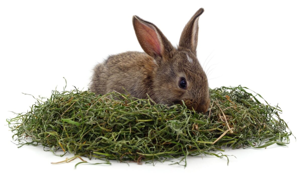 The Finest Meals For Rabbit: Information On Rabbit Food plan