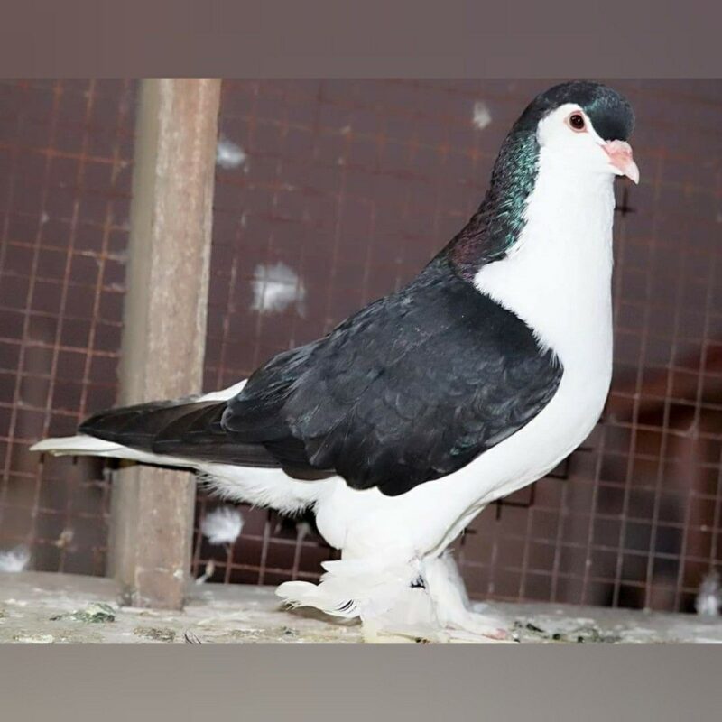 Uncover The Historical past And Attract Of Lahore Pigeon Breed