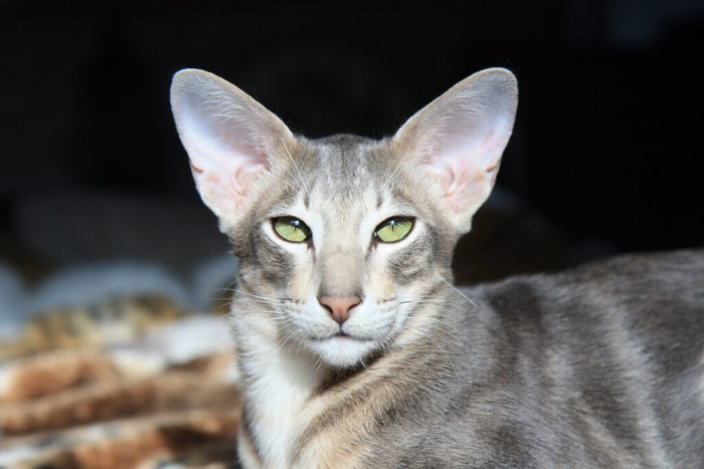 Oriental Shorthair with big nose